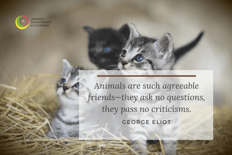 Be-Kind-To-Animals-Quote