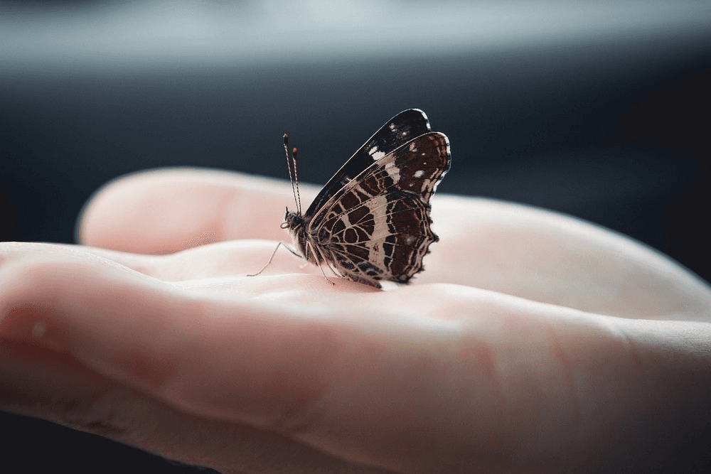 What are the 7 Rules Of Life?